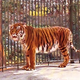 Ejemplar de tigre del Caspio en un zoológico en los años 60.